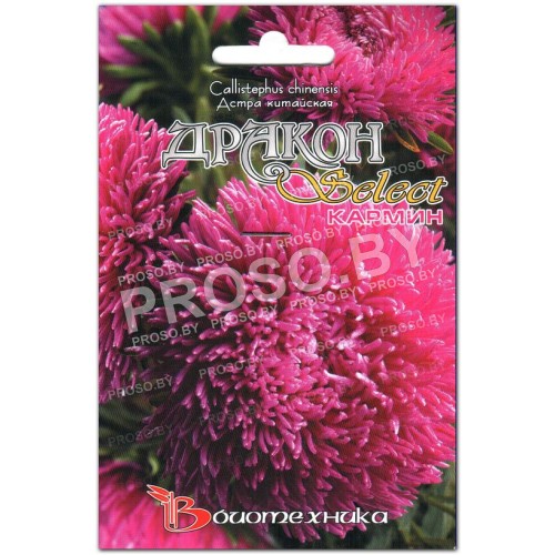 Астра Дракон селект кармин