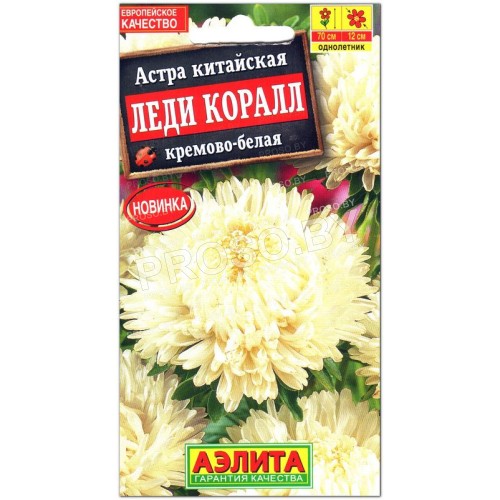 Астра китайская Леди Коралл кремово-белая