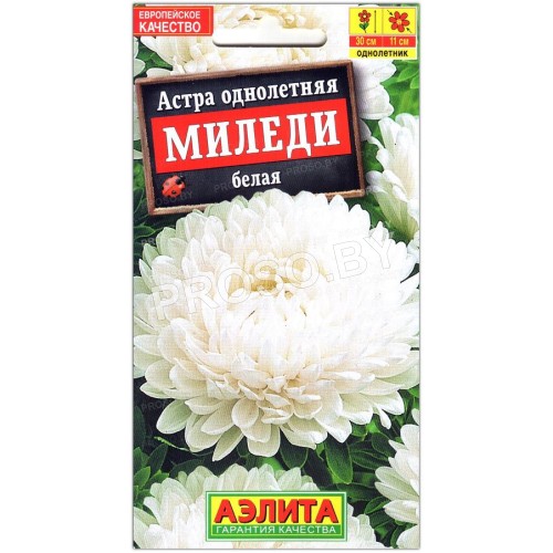 Астра Миледи белая-1