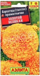 Бархатцы прямостоячие Золотой великан