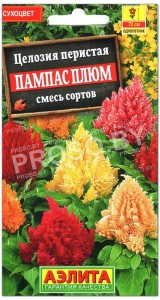 Целозия перистая Пампас плюм, смесь