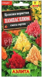 Целозия перистая Пампас плюм, смесь