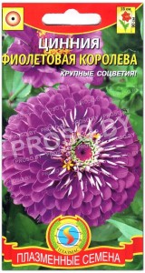 Цинния Фиолетовая королева