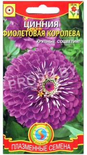 Цинния Фиолетовая королева