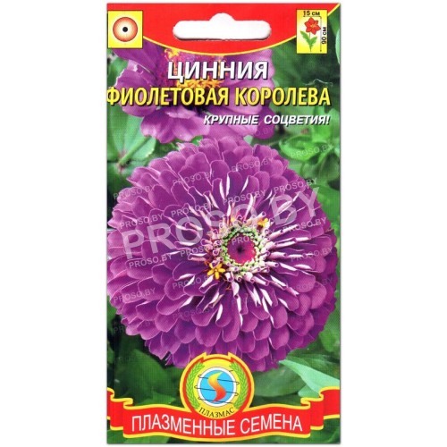 Цинния Фиолетовая королева