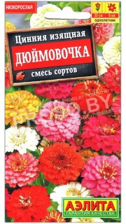Цинния изящная Дюймовочка, смесь