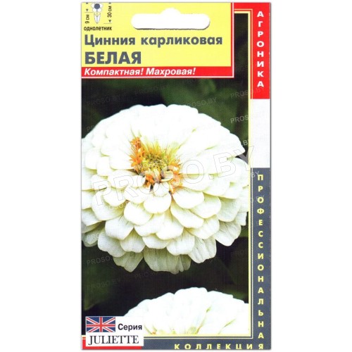 Цинния карликовая Белая