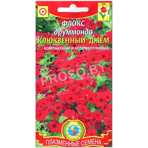 Флокс друммонда Клюквенный джем