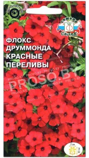 Флокс друммонда Красные переливы