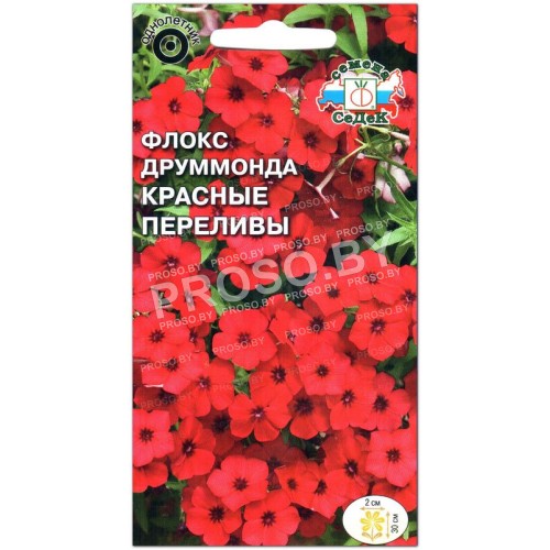 Флокс друммонда Красные переливы