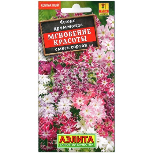 Флокс друммонда Мгновение красоты, смесь
