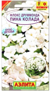 Флокс друммонда Пина колада
