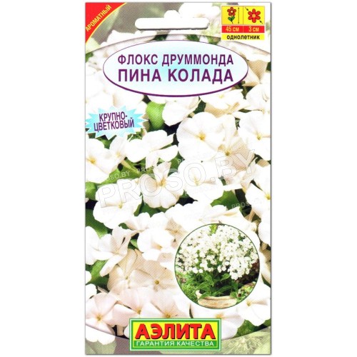 Флокс друммонда Пина колада