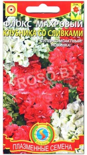 Флокс махровый Клубника со сливками, смесь
