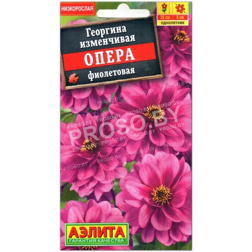 Георгина изменчивая Опера фиолетовая-1