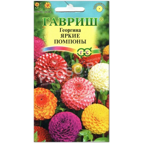 Георгина Яркие помпоны, смесь
