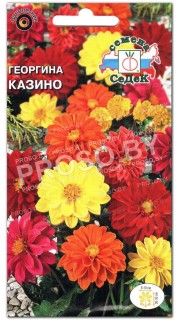 Георгина Казино