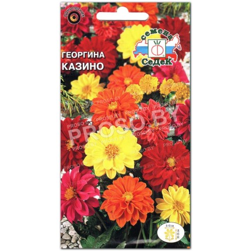 Георгина Казино
