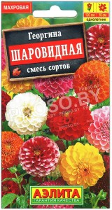 Георгина Шаровидная, смесь