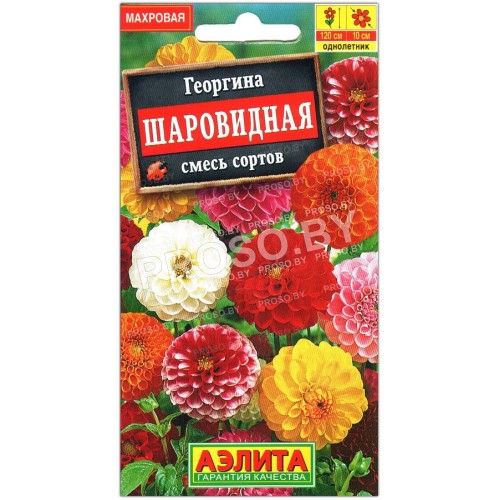 Георгина Шаровидная, смесь