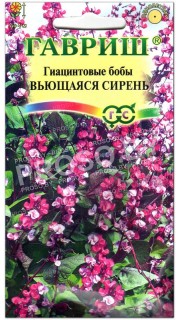 Гиацинтовые бобы Вьющаяся сирень