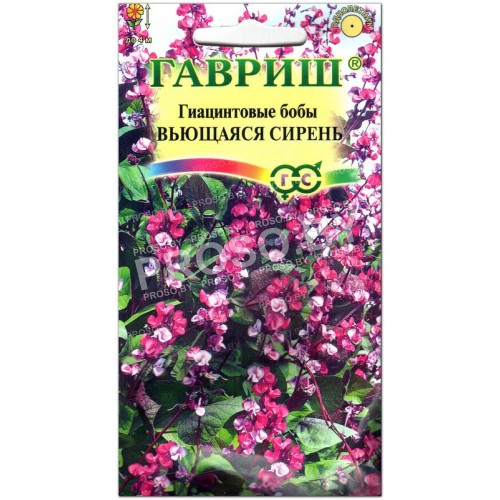 Гиацинтовые бобы Вьющаяся сирень