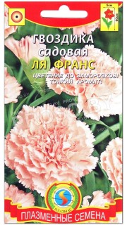 Гвоздика садовая Ля франс