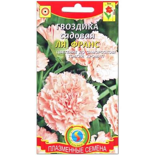 Гвоздика садовая Ля франс
