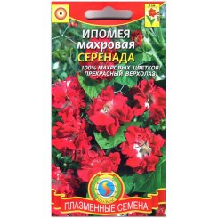 Ипомея Серенада