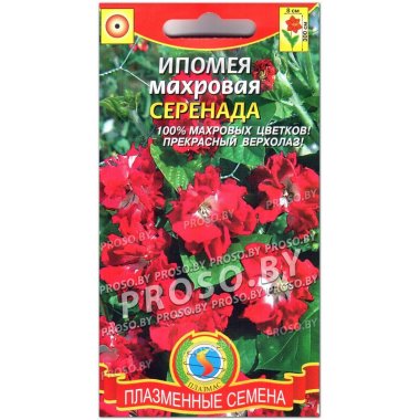 Ипомея Серенада