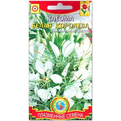 Клеома Белая королева