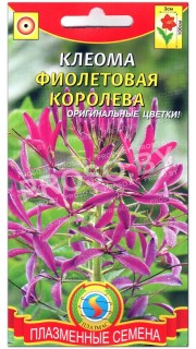 Клеома Фиолетовая королева