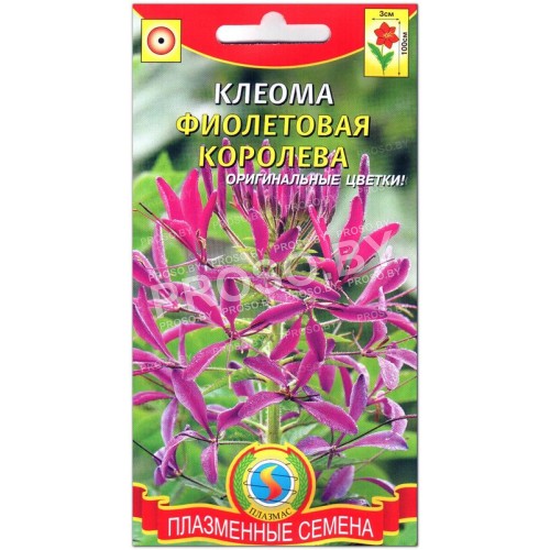 Клеома Фиолетовая королева