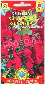 Клеома Вишневая королева