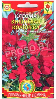 Клеома Вишневая королева
