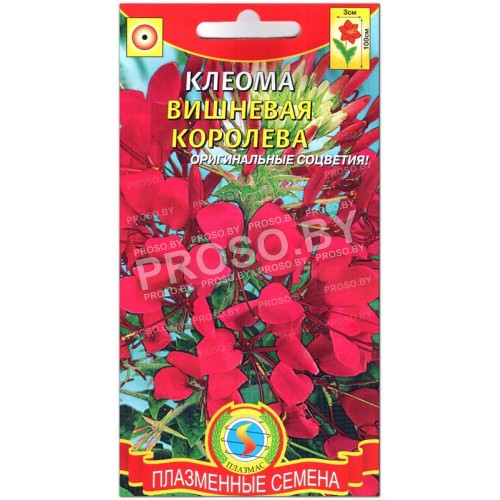 Клеома Вишневая королева