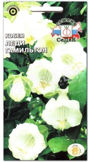 Кобея Леди Гамильтон