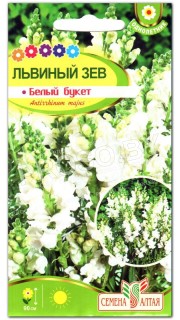 Львиный зев Белый букет