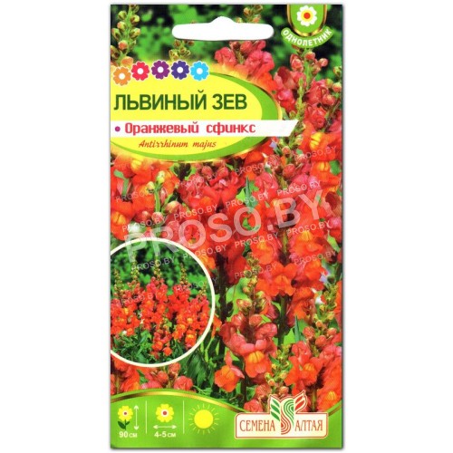 Львиный зев Оранжевый сфинкс
