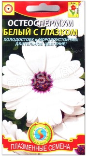 Остеоспермум Белый с глазком