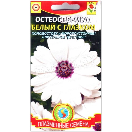 Остеоспермум Белый с глазком