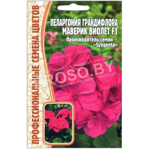 Пеларгония грандифлора Маверик виолет F1