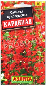 Сальвия Кардинал ярко-красная