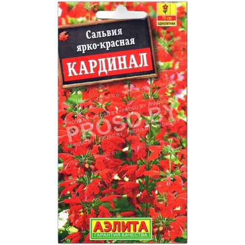 Сальвия Кардинал ярко-красная