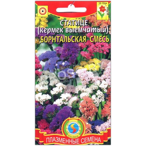 Статице (кермек выемчатый) Борнтальская смесь