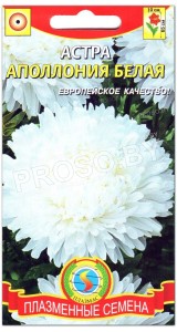 Астра Аполлония белая