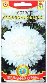 Астра Аполлония белая