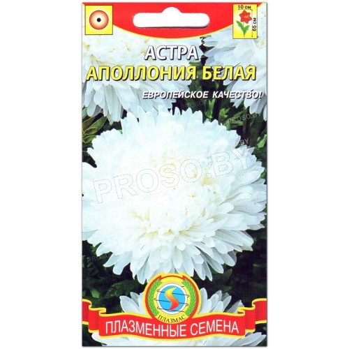 Астра Аполлония белая