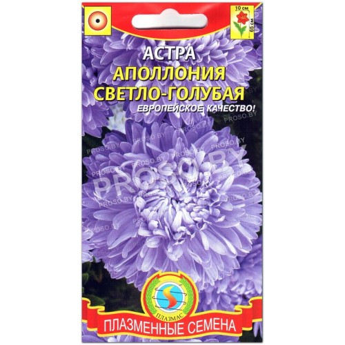 Астра Аполлония светло-голубая-1