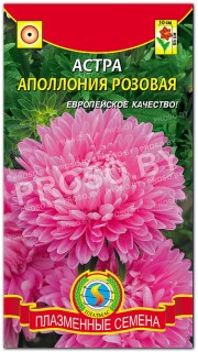 Астра Аполлония розовая